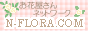 N-FLORA N-FLORA